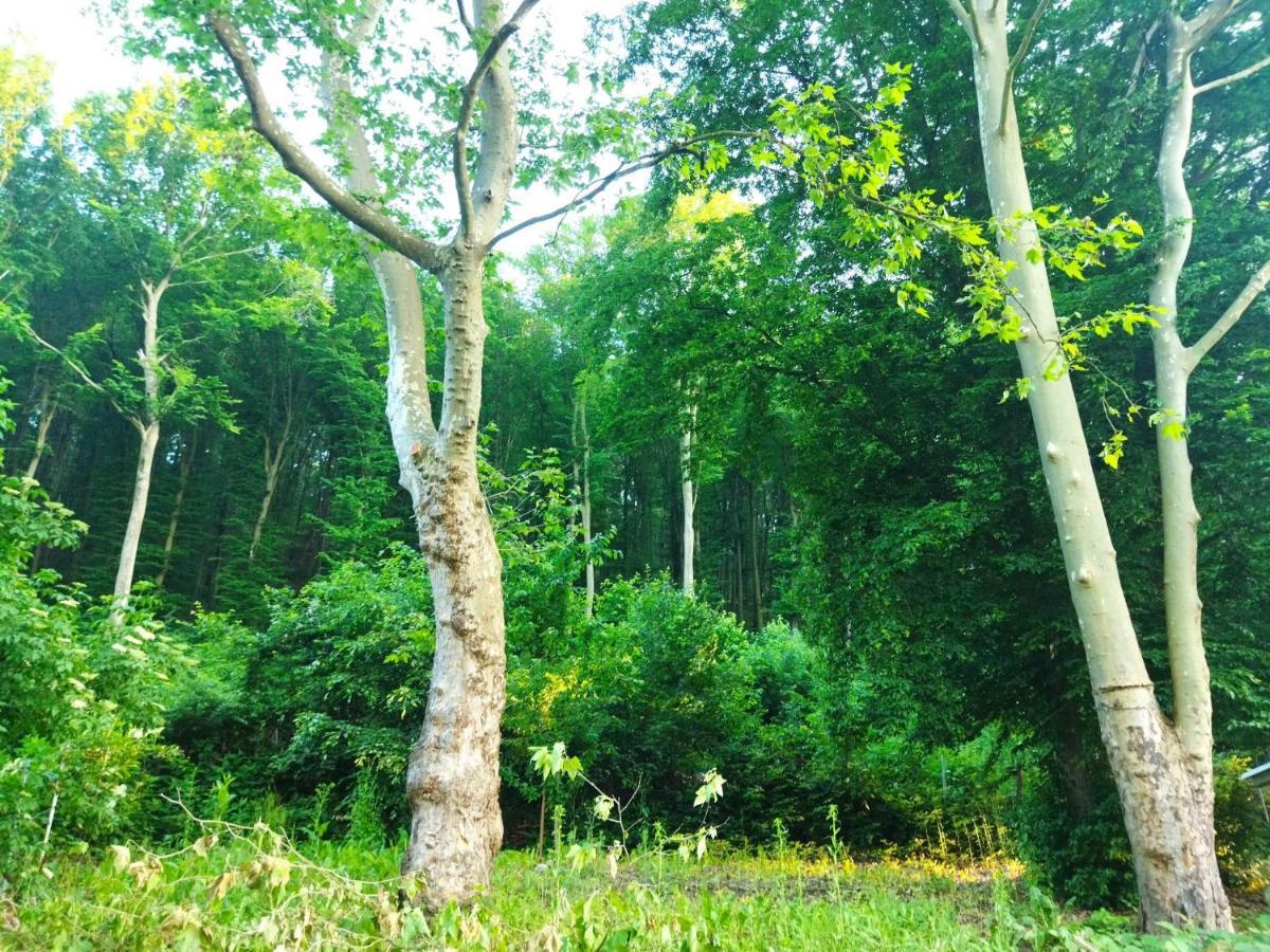 Apartment Mecsek Viragai Lak *
